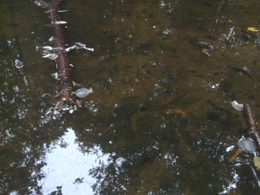 Triturus alpestris apuanus sulla Collina Torinese